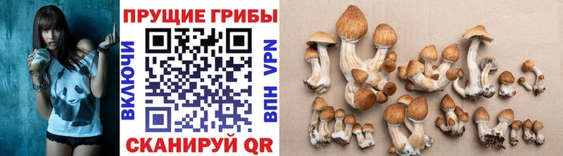 Купить где  Лихославль  Псилоцибиновые грибы MAGIC MUSHROOMS 
